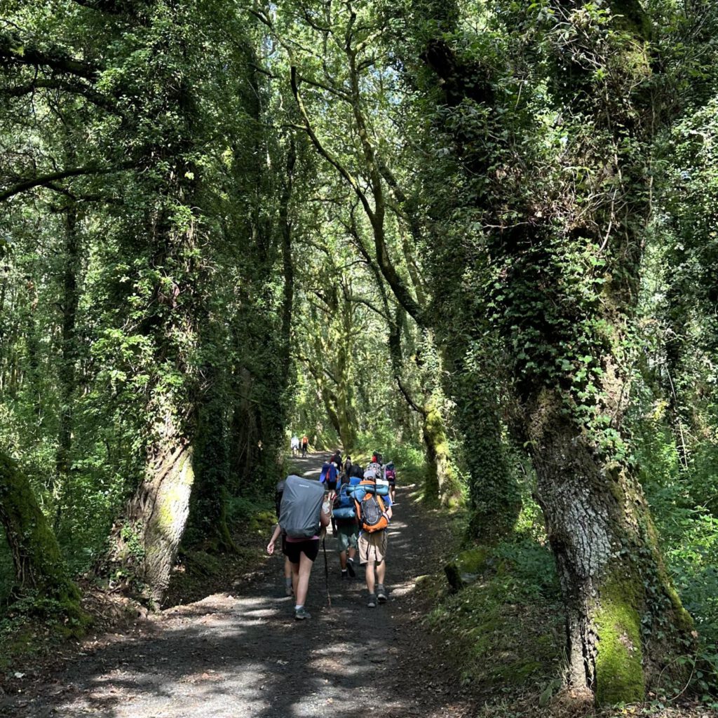 Grupo de scouts caminando con mochilas por un sendero en el bosque durante una ruta de excursión en plena naturaleza.